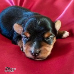 Star - Black and tan female Yorkshire Terrier puppy in Hot Springs, Arkansas from Kimberly's Lovable Littles
