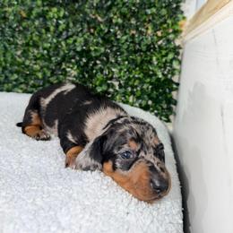 Reese Pieces - Dapple male Dachshund puppy in Santee, California from roxiesminidoxies1