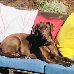 Sadie - Labrador Retriever