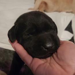 Gray collar - Black male Labrador Retriever puppy in Chaumont, New York from Peak Performance Labradors