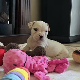 Macaron - White male American Bulldog puppy in Three Rivers, Michigan from Jemms Kennels