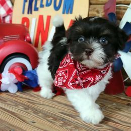 Havanese Puppies from KingsKids Havanese