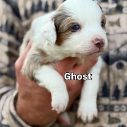 Ghost - Red merle male Toy Australian Shepherd puppy in Riverton, Utah from Iron Spirit Homestead & Aussies
