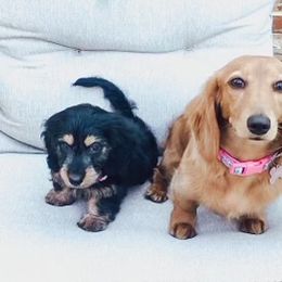Dachshund Puppies from MNE Miniature Dachshunds