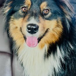 Dreamer - Australian Shepherd