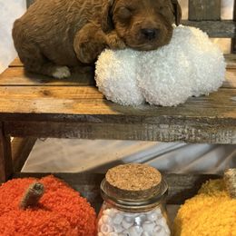 White Collar Standard Poodle - Red  female Poodle puppy in Murrayville, Georgia from Spoiled Rotten Kennels