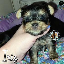 Iris - Black and tan female Yorkshire Terrier puppy in London, Kentucky from Soto Yorkies
