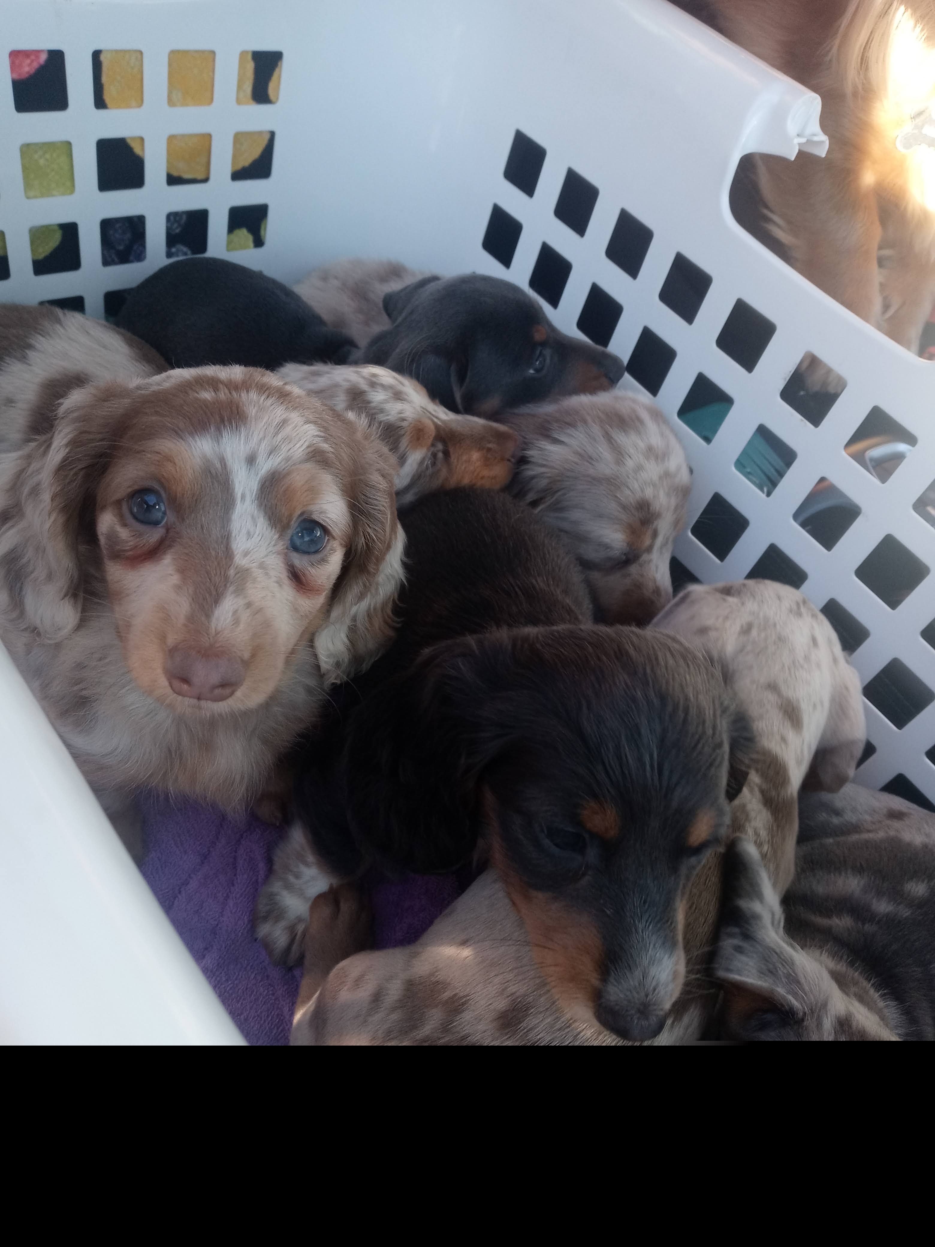 Dachshund Puppies from A&R Dachshund