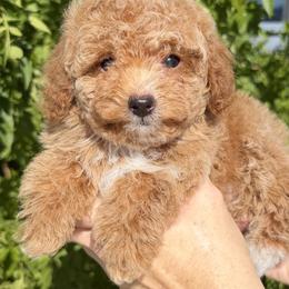 Peach - Red  female Poodle puppy in Tucson, Arizona from Adored Poodle & Doodles