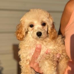 Malibu - Red  male Poodle puppy in Wharton, Texas from In the Red Poodles