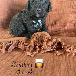 Bourbon - Brown male Lagotto Romagnolo puppy in Minster, Ohio from 1880 Lagotto