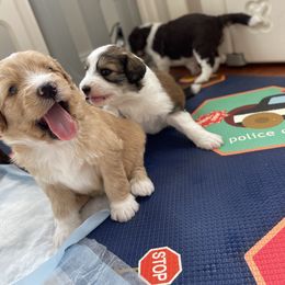 Aussiedoodle Puppies from Pawsome Aussie Doodles