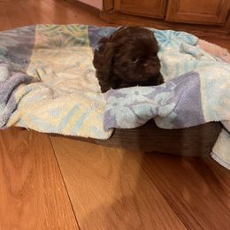 Fritz - Red Shih Tzu puppy in Clarksburg, West Virginia from 007 ShihTzu Acre