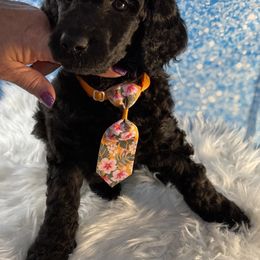 Poodle Puppies from Abbott Standard Poodles