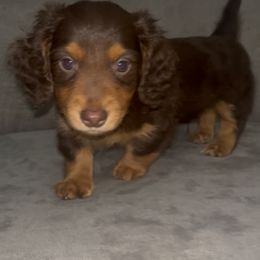 Knuckles - Chocolate and tan male Dachshund puppy in Delhi, California from A&M's Dachshunds