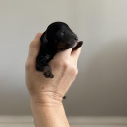 Timothy - Phantom male Goldendoodle puppy in Bradenton, Florida from Doodle Acres