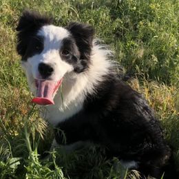 Border Collies from Helios Border Collies