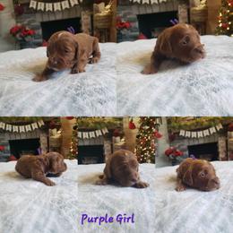 Girl 3 one available only - Apricot female Goldendoodle puppy in Howell, Michigan from Robbin's Treasures