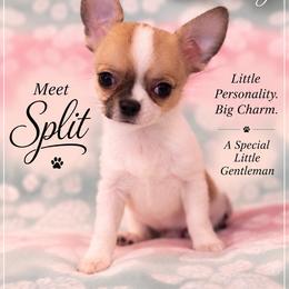 AKC SPLIT - Sable spotted white male Chihuahua puppy in Troy, Missouri from Limelight Chihuahuas