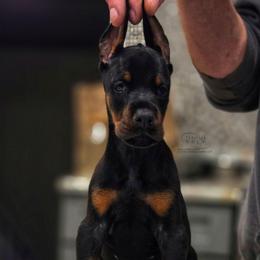 Krypto - Black and rust male Doberman Pinscher puppy in China Township, Michigan from Snell's Superior Kennel Dobermann & GSP