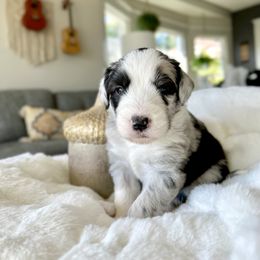 Old English Sheepdog and Sheepadoodle Puppies from The Great White Fluffalo