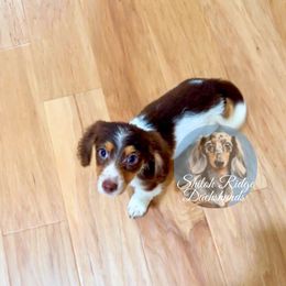Aspen - Piebald male Dachshund puppy in Adamsville, Tennessee from Shiloh Ridge Dachshunds