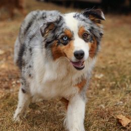 Mojo - Australian Shepherd