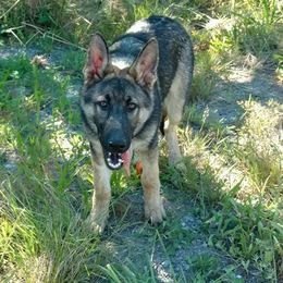 German Shepherds from Wolverine Shepherds