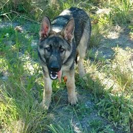 German Shepherds from Wolverine Shepherds