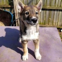Boy 2 - West Siberian Laika puppy in Michigan from Campfire WSL