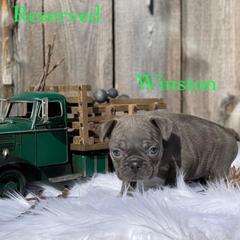 French Bulldog Puppies from Full Throttle Frenchies