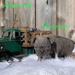 French Bulldog Puppies from Full Throttle Frenchies
