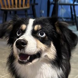 Duke - Miniature American Shepherd