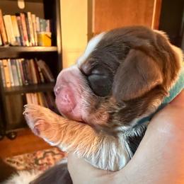 Fiesta (gray collar) - Tri-Roan female English Springer Spaniel puppy in Statesville, North Carolina from Rockin’ Slow Farms
