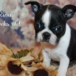 Girl 3- Rina - Black and white female Boston Terrier puppy in North Central, Vermont from Windy Valley’s Bostons