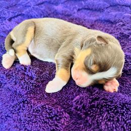 Scout - Red tri-color female Australian Shepherd puppy in Charlotte, North Carolina from Awesome Aussies