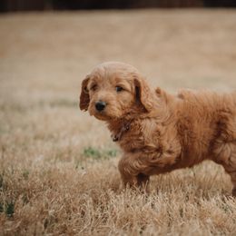 Goldendoodle Puppies from Abner Creek Doodles