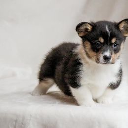 American Corgi and Pembroke Welsh Corgi Puppies from Elk Ridge Corgis