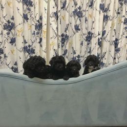Sheepadoodle Puppies from Riley Grace Puppies