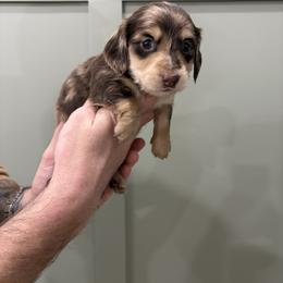 Mr Waffles - Dapple male Dachshund puppy in Mesa, Arizona from Schmidt’s Doxies N Doodles