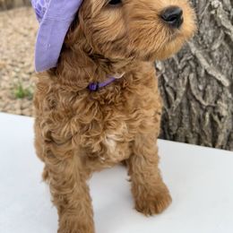 Purple Girl - Red  female Goldendoodle puppy in Greeley, Colorado from Millie Billie Doodles