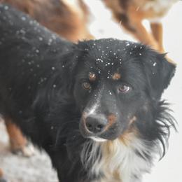 Denver - Black tri male Miniature Australian Shepherd puppy in Lubbock, Texas from Texas Bluebonnet Herders