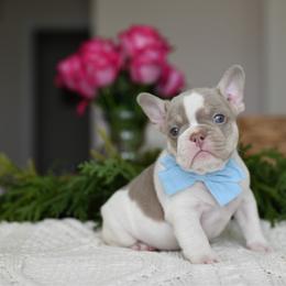 OAKLEY 5000 - Tricolors male French Bulldog puppy in Blue Ridge, Texas from Beason’s HomeGrown Frenchies