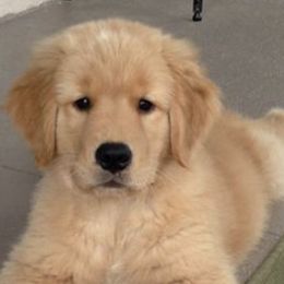 Golden Retrievers from Loralei Goldens