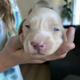 Dachshund Puppies from Dream Doxies
