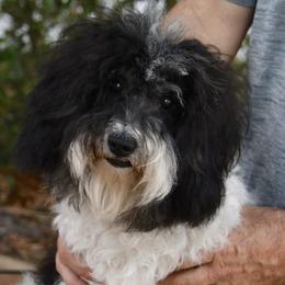 Swayze - Aussiedoodle