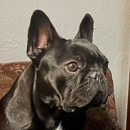 Tina - French Bulldog