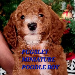 Pugsley - Red  male Poodle puppy in Mansfield Center, Connecticut from Arrfs Poodles