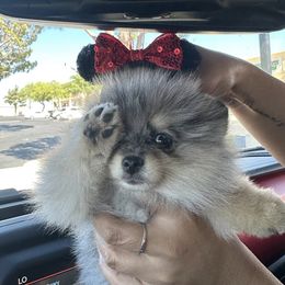 Pomeranian Puppies from Pom Pom Lollipop’s