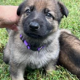 Purple Collar - Sable female German Shepherd puppy in Abingdon, Virginia from Roark German Shepherds